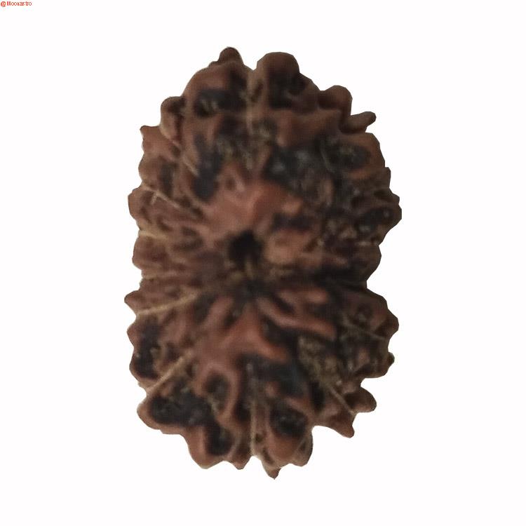 14 Mukhi Rudraksha